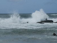 P, Faro, Vila do Bispo, Praia da Cordoama 94, Saxifraga-Willem van Kruijsbergen