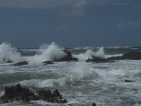 P, Faro, Vila do Bispo, Praia da Cordoama 97, Saxifraga-Willem van Kruijsbergen