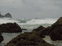 P, Faro, Vila do Bispo, Praia de Castelejo 28, Saxifraga-Willem van Kruijsbergen