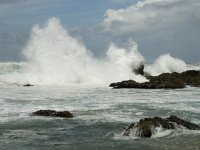 P, Faro, Vila do Bispo, Praia de Castelejo 34, Saxifraga-Willem van Kruijsbergen