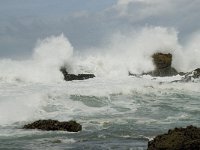 P, Faro, Vila do Bispo, Praia de Castelejo 35, Saxifraga-Willem van Kruijsbergen