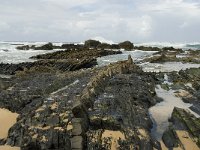 P, Faro, Vila do Bispo, Praia de Castelejo 55, Saxifraga-Willem van Kruijsbergen