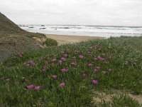 P, Faro, Vila do Bispo, Praia de Castelejo 61, Saxifraga-Willem van Kruijsbergen