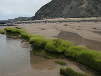 P, Faro, Vila do Bispo, Praia de Castelejo 69, Saxifraga-Willem van Kruijsbergen