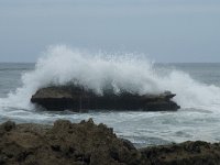 P, Faro, Vila do Bispo, Praia de Castelejo 76, Saxifraga-Willem van Kruijsbergen