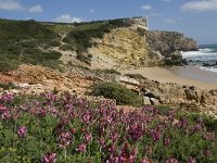 P, Faro, Vila do Bispo, Praia do Zavial 20, Saxifraga-Willem van Kruijsbergen