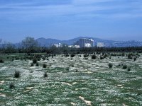 E, Girona, Emporda, Aigemols d Emporda 4, Saxifraga-Jan van der Straaten