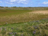 NL, Friesland, Vlieland, Tweede Kroons Polder 10, Saxifraga-Hans Boll