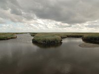 NL, Groningen, Eemsmond, Rottumeroog 2, Saxifraga-Bas Klaver