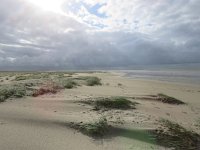 NL, Groningen, Eemsmond, Rottummeroog  37, Saxifraga-Mark Zekhuis