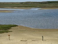 NL, Noord-Holland, Texel, De Slufter 22, Saxifraga-Jan van der Straaten