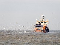 NL, Noord-Holland, Velsen, Zuidpier 14, Saxifraga-Bart Vastenhouw