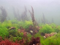 NL, Zeeland, Schouwen-Duiveland, Dreischor underwater 1, Saxifraga-Tom Heijnen