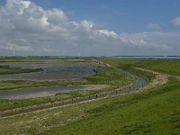 NL, Zeeland, Schouwen-Duiveland, Zuidhoek 2, Saxifraga-Jan van der Straaten