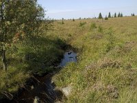 B, Liege, Jalhay, Hautes Fagnes 12, Saxifraga-Jan van der Straaten