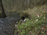 B, Liege, Kelmis, Eyneburg 72, Saxifraga-Willem van Kruijsbergen