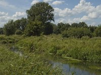 B, Limburg, Kinrooi, Abeek 17, Saxifraga-Marijke Verhagen