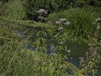 B, Limburg, Kinrooi, Nieuwe Abeek 6, Saxifraga-Marijke Verhagen