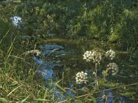 B, Limburg, Kinrooi, Nieuwe Lossing 1, Saxifraga-Marijke Verhagen