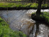 B, Limburg, Peer, Neerhoksent, Dommel and Bollisserbeek 1, Saxifraga-Jan van der Straaten