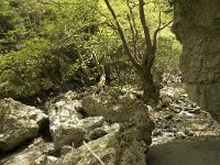 GR, Crete, Rethimnon, Patsos, Antonio Gorge 10, Saxifraga-Willem van Kruijsbergen