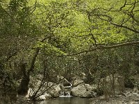 GR, Crete, Rethimnon, Patsos, Antonio Gorge 12, Saxifraga-Willem van Kruijsbergen