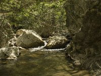 GR, Crete, Rethimnon, Patsos, Antonio Gorge 14, Saxifraga-Willem van Kruijsbergen