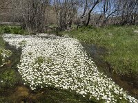 E, Avila, Navarradonda de Gredos 73, Saxifraga-Willem van Kruijsbergen