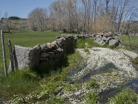 E, Avila, Navarradonda de Gredos 75, Saxifraga-Willem van Kruijsbergen