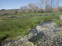 E, Avila, Navarradonda de Gredos 77, Saxifraga-Willem van Kruijsbergen