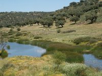 E, Caceres, La Aldea del Obispo, Rio Tozo 1, Saxifraga-Jan van der Straaten