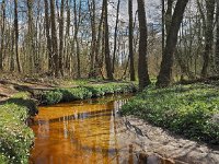 NL, Drenthe, Aa en Hunze, Anlooerdiepje 2, Saxifraga-Hans Dekker