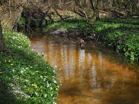 NL, Drenthe, Aa en Hunze, Anlooerdiepje 3, Saxifraga-Hans Dekker