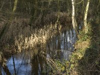 NL, Noord-Brabant, Bergeijk, Beekloop 14, Saxifraga-Marijke Verhagen