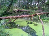 NL, Noord-Brabant, Bergeijk, Beekloop in Het Schut 1, Saxifraga-Tom Heijnen