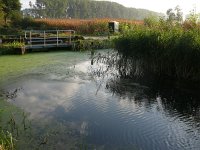 NL, Noord-Brabant, Bergeijk, Beekloop near Visvijvers Bergeijk (Liskes) 1, Saxifraga-Tom Heijnen