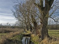 NL, Noord-Brabant, Geldrop, Beekloop 1, Saxifraga-Jan van der Straaten