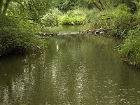 NL, Noord-Brabant, Boxtel, Kampina, Beerze 2, Saxifraga-Jan van der Straaten