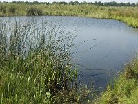 NL, Noord-Brabant, Oirschot, Dal van de Beerze 2, Saxifraga-Jan van der Straaten