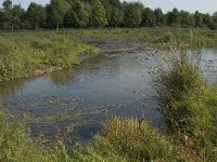 NL, Noord-Brabant, Oirschot, Dal van de Beerze 20, Saxifraga-Jan van der Straaten