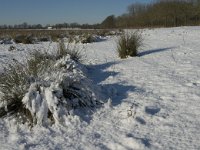 NL, Noord-Brabant, Oirschot, Dal van de Beerze 22, Saxifraga-Marijke Verhagen