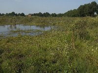 NL, Noord-Brabant, Oirschot, Dal van de Beerze 4, Saxifraga-Jan van der Straaten