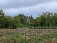 NL, Drenthe, Aa en Hunze, De Heest 19, Saxifraga-Hans Boll