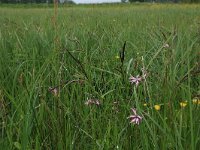 NL, Drenthe, Aa en Hunze, De Westerlanden 13, Saxifraga-Hans Boll