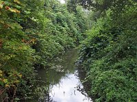 NL, Noord-Brabant, Eindhoven, Tongelreep in Genneper Parken 2, Saxifraga-Tom Heijnen