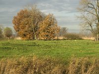 NL, Noord-Brabant, Sint-Oedenrode, Laageinde, Dommel 4, Saxifraga-Jan van der Straaten