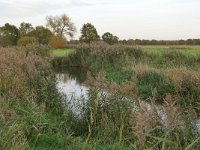 NL, Noord-Brabant, Veldhoven, Dommel valley N of Volmolenweg 7, Saxifraga-Tom Heijnen