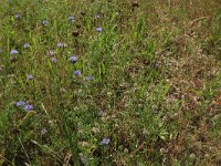 NL, Drenthe, Aa en Hunze, Balloerveld 4, Saxifraga-Hans Boll