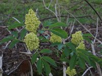 NL, Drenthe, Aa en Hunze, De Burgvallen 14, Saxifraga-Hans Boll