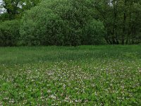 NL, Drenthe, Aa en Hunze, De Burgvallen 2, Saxifraga-Hans Boll